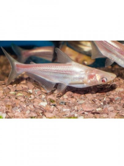 Tubarão Martelo Albino